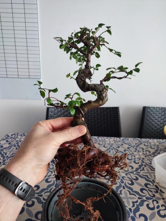 Trasplante Ulmus