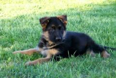 Ana María Sánchez Baena