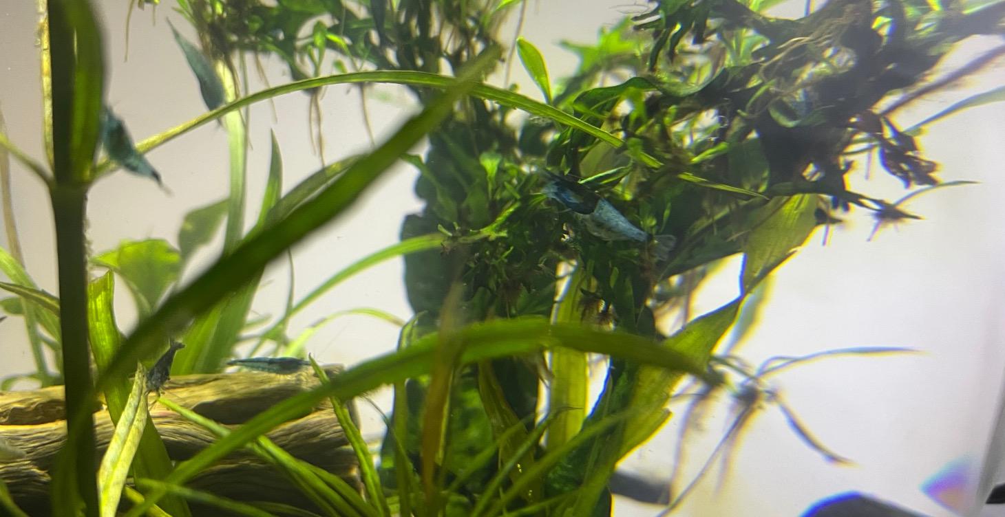 Setting Up a Shrimp Tank