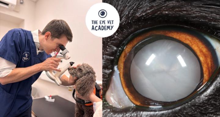 The Eye Vet Academy