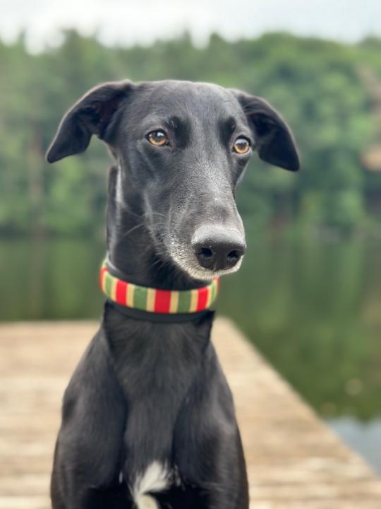 Claudia Bretschneider