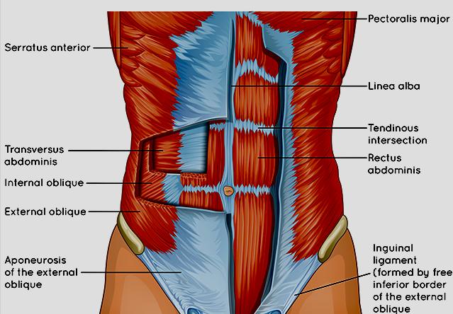 Anatomy Tip of the Day