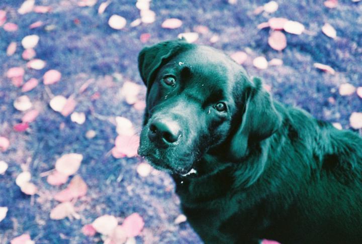 Aitor Garcia Mesonero