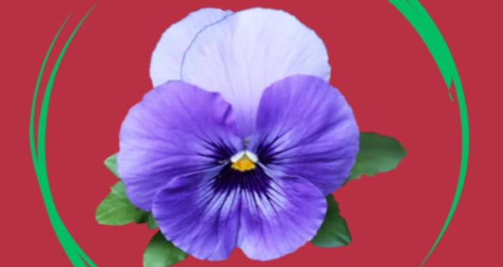 Pansy's Intuitive Oracle