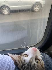 Leslie Ramirez Runachagua