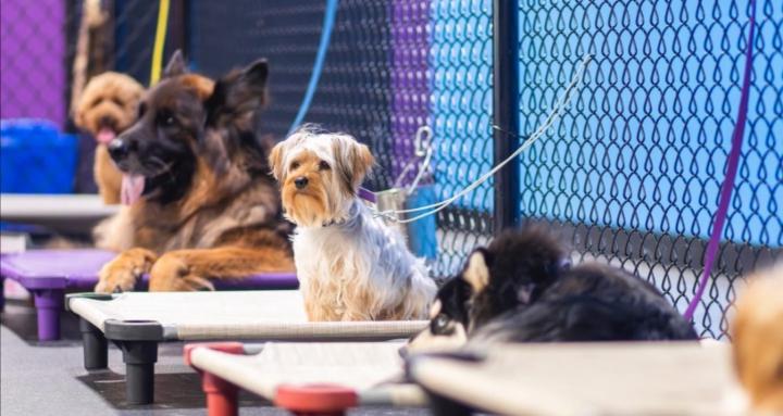 Dogs, Love, and Peace