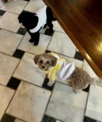 Francoise De grandpre