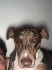 Henry Argueta