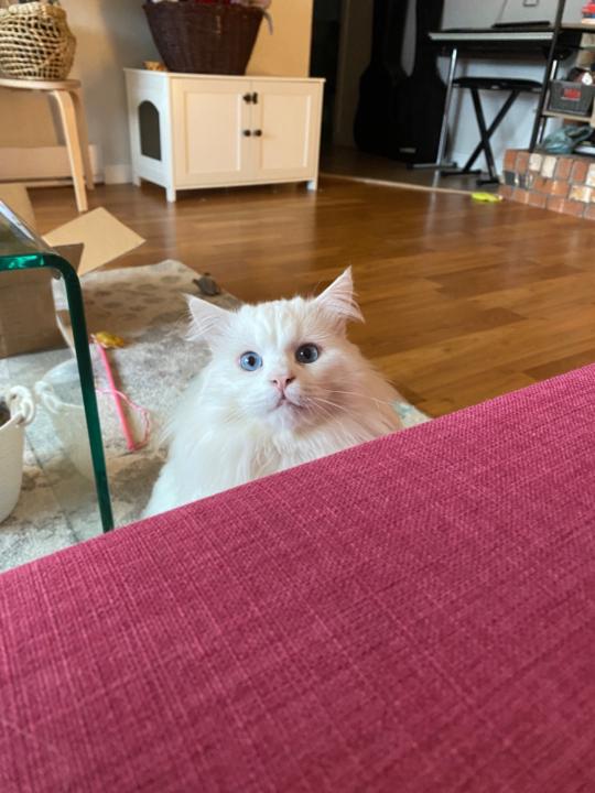 Tasha E