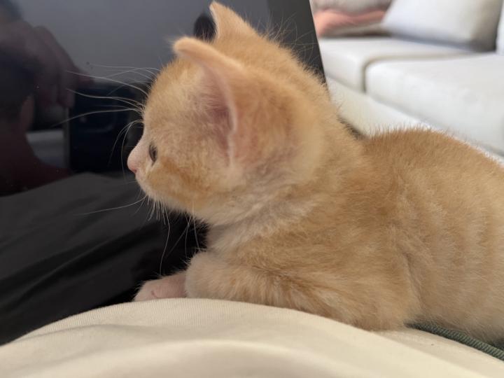 Mon assistant pour préparer la séance Soin + Énergies du mois de ce soir