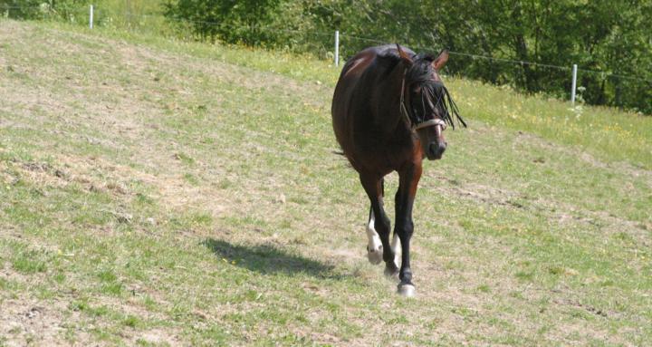 Live your best horselife 