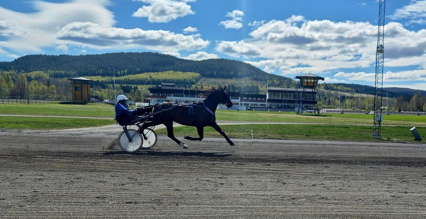 Training horses with broken body