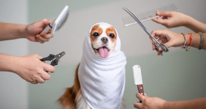 A1 Dog Grooming School