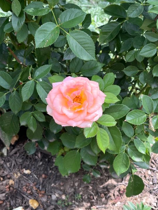 Rose Merck