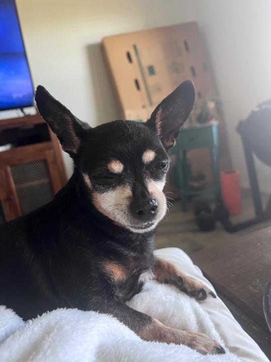 Maui Brown