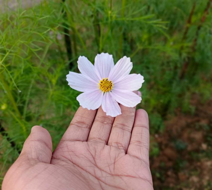 Bhabatosh Mandal