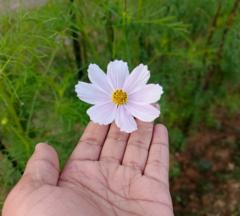 Bhabatosh Mandal