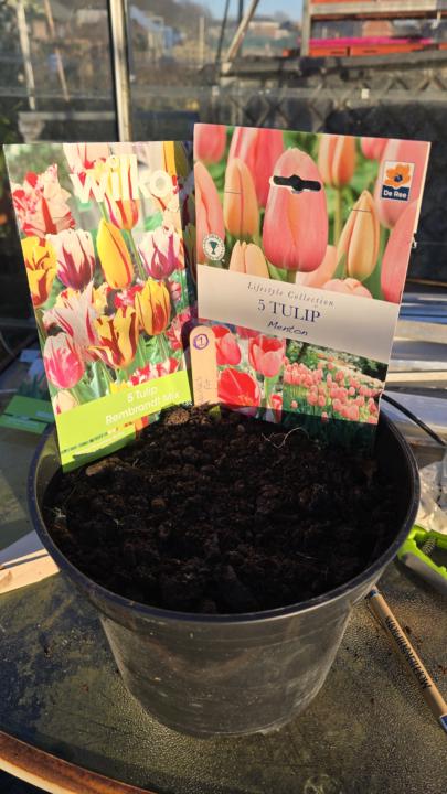 Gardening: Unplanned Bargain Blooms! 