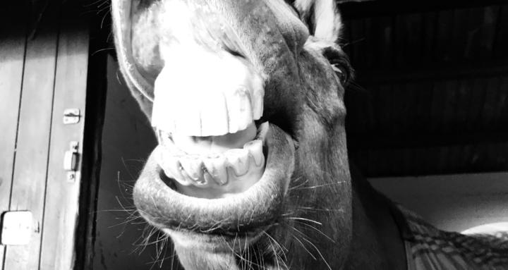 Equine Dental Community