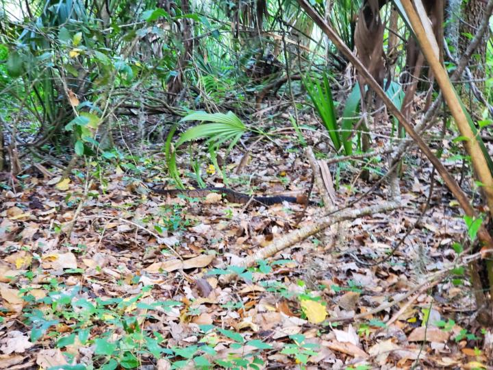 Few Minutes Walking-Snake Premonition - 2-3ft Water Moccasin