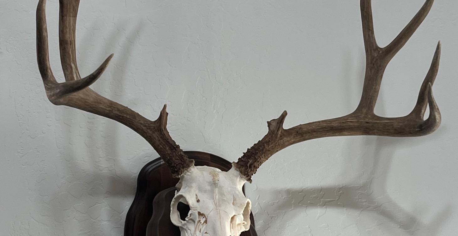 Common words and terms used in hunting