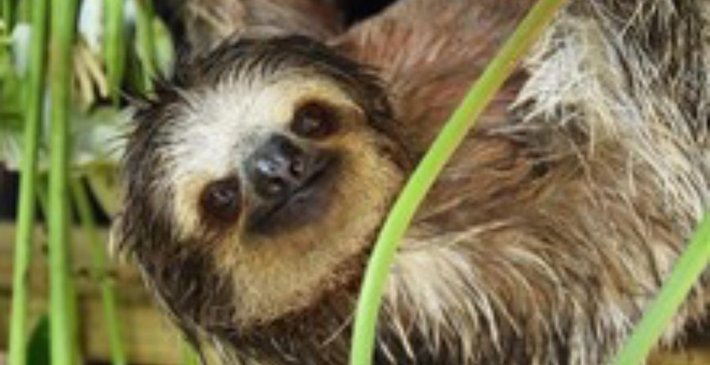 All About Sloths