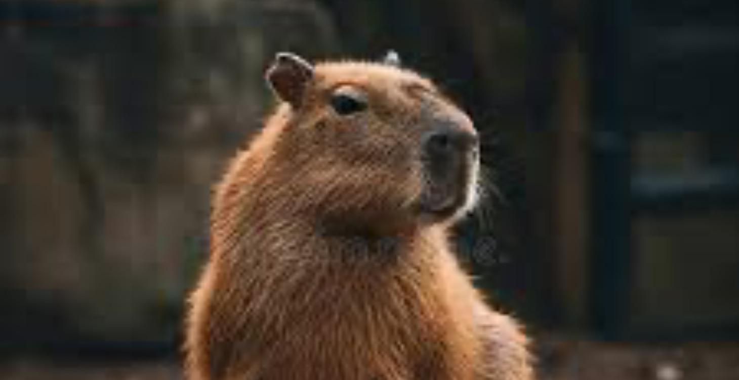 All About Capybaras