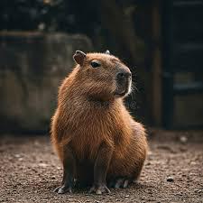 All About Capybaras Ages 9 and up