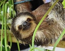 Sloth Class Resources