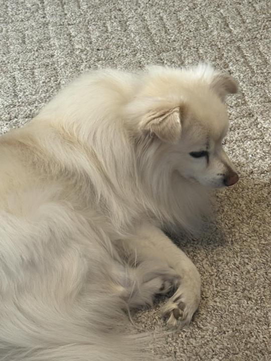 My Dog Boo has an identity.