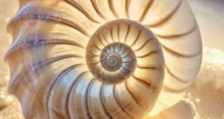 CODIGO ESPIRAL DEL SER