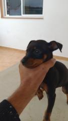 Anibal Rodríguez Rodríguez