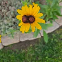 Susan Wiles