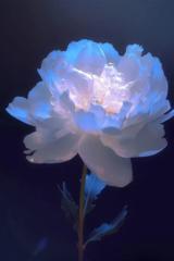 Thelma Edosa