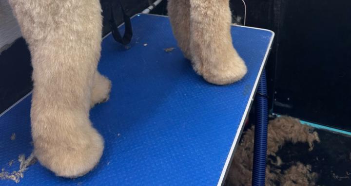 Dog Groomers Growth Academy 