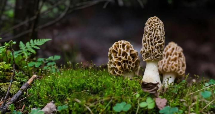 Mushroom Foraging Community