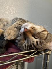 Armando Sanchez Sanchez