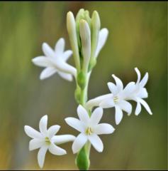 Hema Tawde