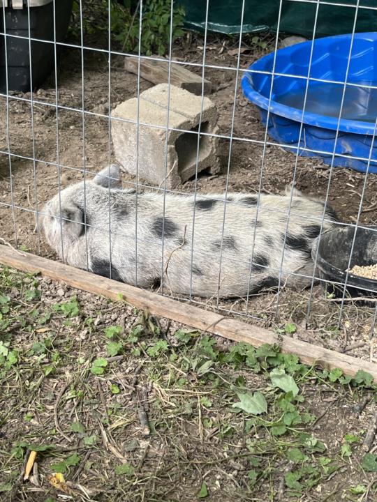 Pigs farming 