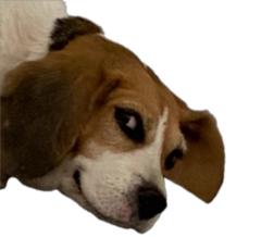 Alfredo Agudo Garrido