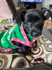 Shana.hrtndj Hernandez