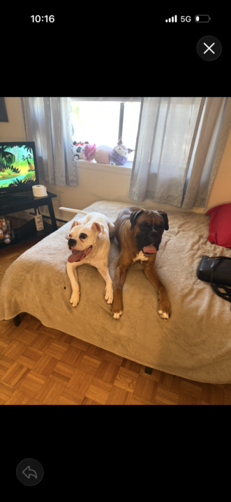 Boxer life