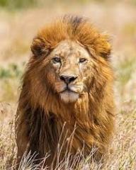 Wilborne Gottlieb Jr