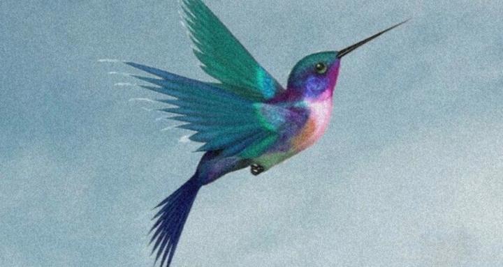 The Hummingbird Collective