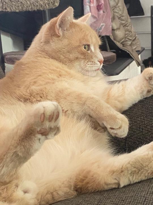 Édan Fatnassi-Breton