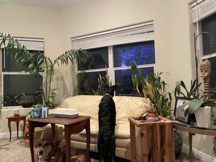 Updates on “that black dog” that came out of nowhere on Halloween!