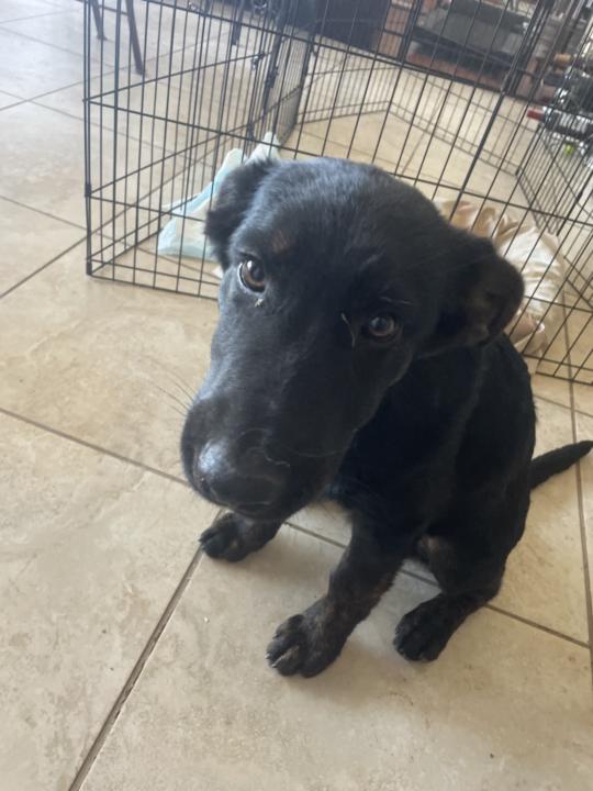 Help me name that new baby dog 🐶🤗