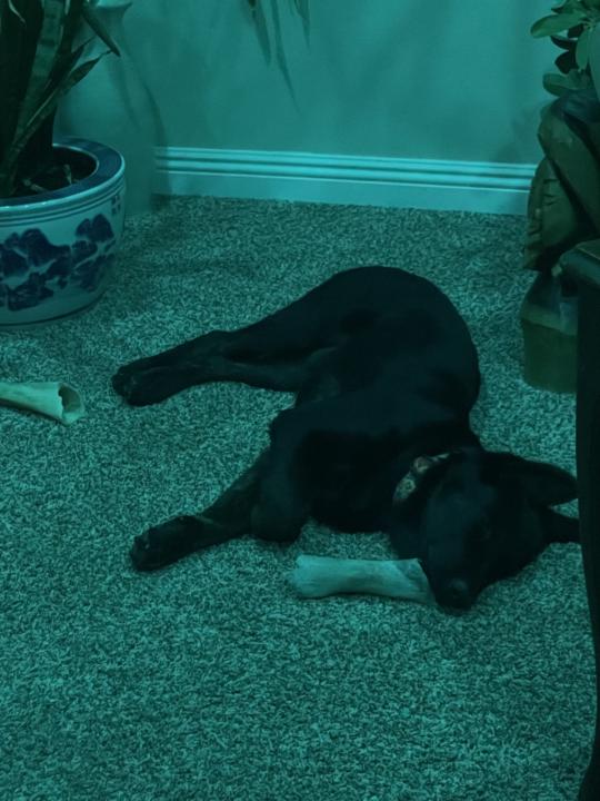 💕 Wishing You a Peaceful Thanksgiving! Peaceful, happy, joyful, content and feeling loved! Just like this puppy here :)