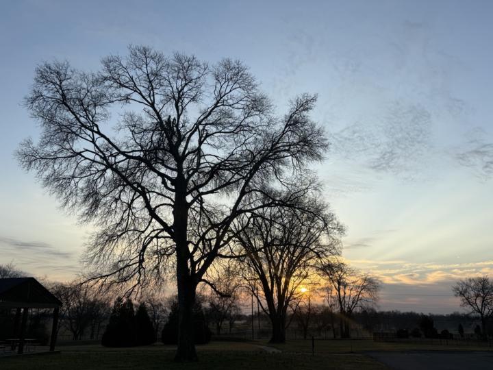 Triple trees say good morning 