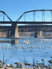 Leticia Reyes Tavarez